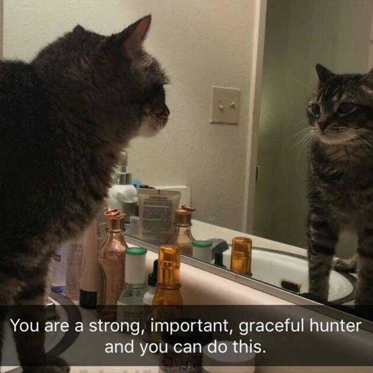Top 26 Funny Animal Memes Of The Day_6023F4E6D2199.Jpeg Hysterical Animal Pictures With Captions - Motivational Quotes
