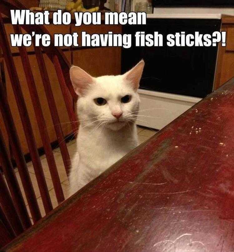 Top 26 Funny Animal Memes Of The Day_6023F4E83Bc72.Jpeg Hysterical Animal Pictures With Captions -The Look Of Indignation