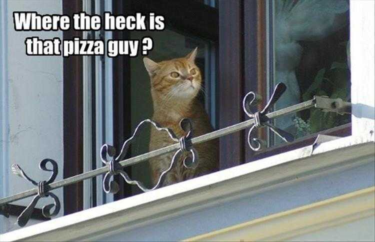Top 26 Funny Animal Memes Of The Day_6023F4E8B4Eb1.Jpeg Hysterical Animal Pictures With Captions - Impatient Cat