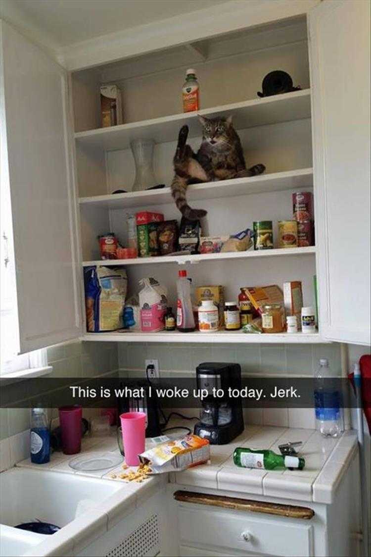 Top 26 Funny Animal Memes Of The Day_6023F4E917981.Jpeg Hysterical Animal Pictures With Captions -Hungry Cat