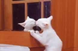 Top 26 Funny Animal Memes Of The Day 602Fd26669005