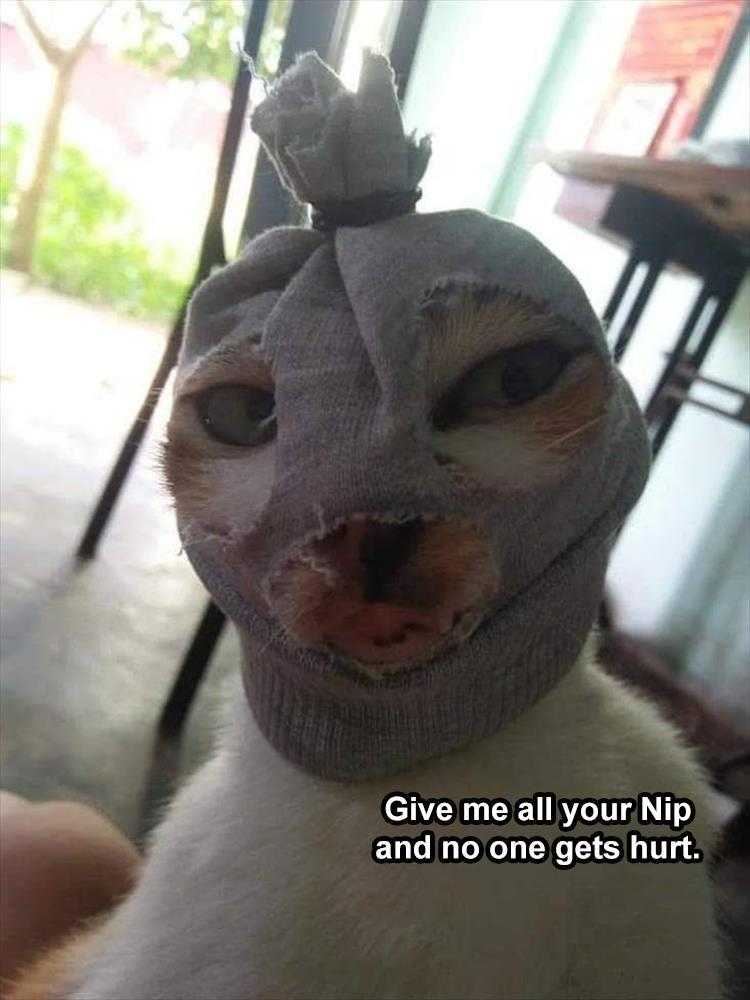 Animals Being Funny Pics  Catnip Holdup