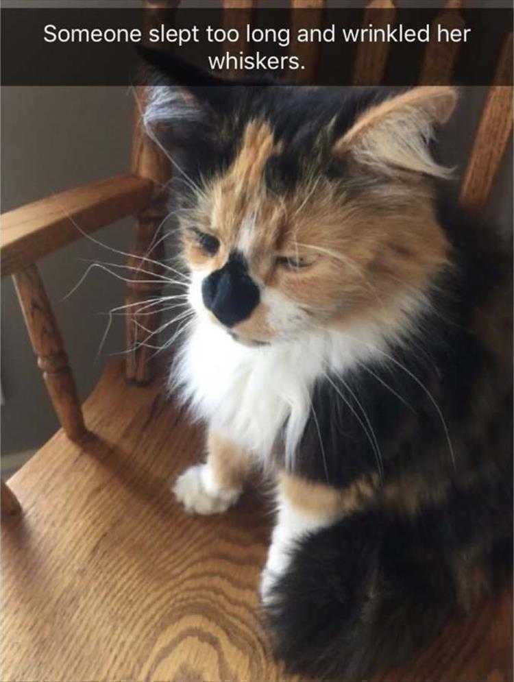 Animals Being Funny Pics  Bed Whiskers