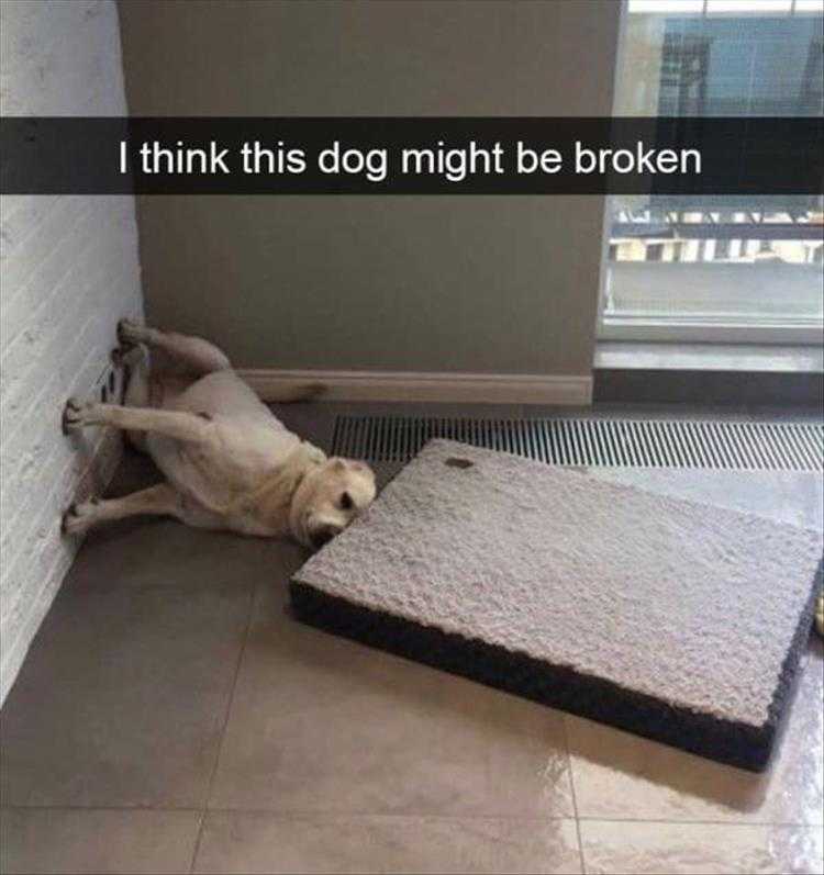 Animals Being Funny Pics  Atlas Of Dogs