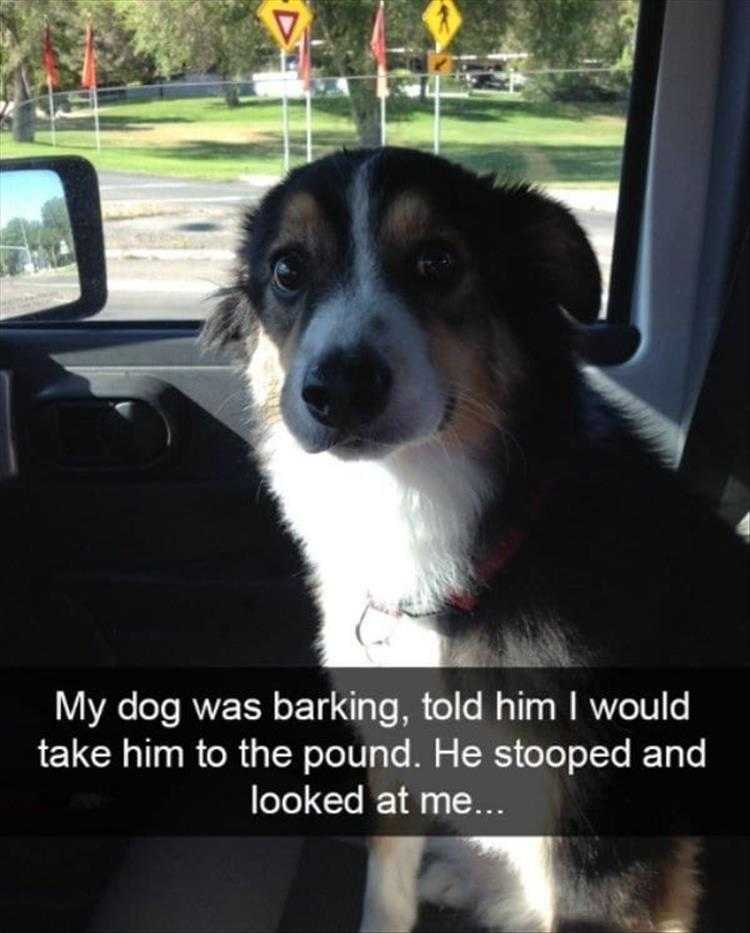Animals Being Funny Pics  The Nuclear Option