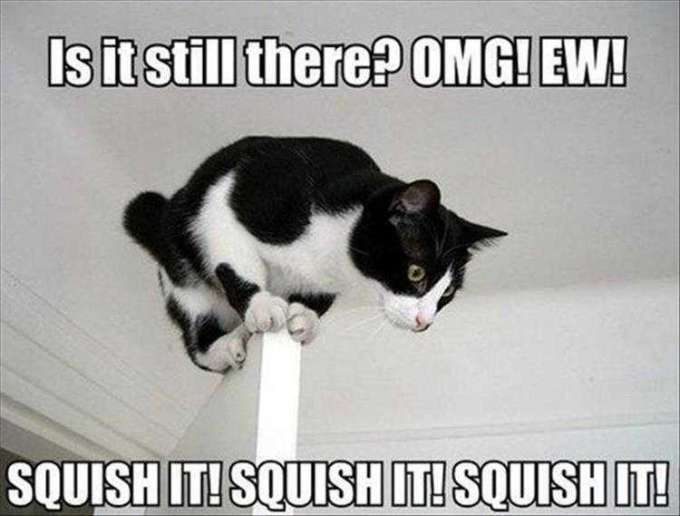 Animals Being Funny Pics  Scaredy Cat