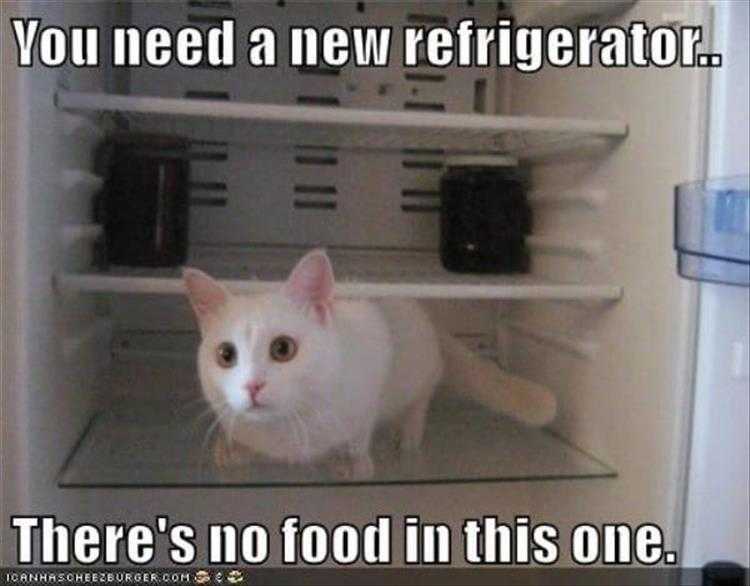 Animals Being Funny Pics  Fridge