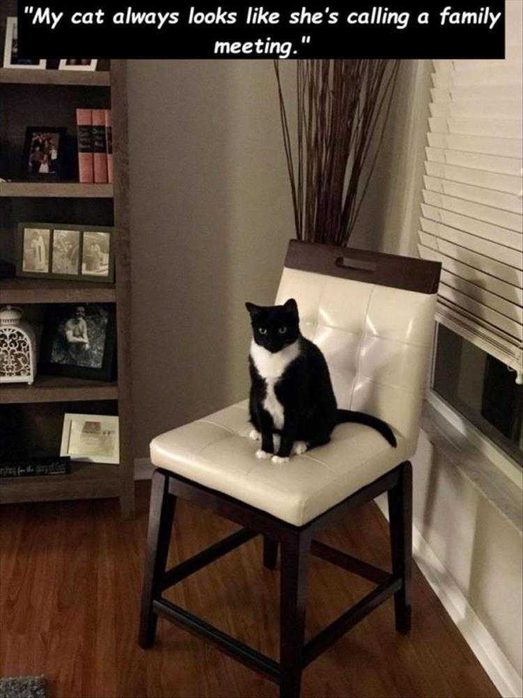 Animals Being Funny Pics  Family Meeting Now!