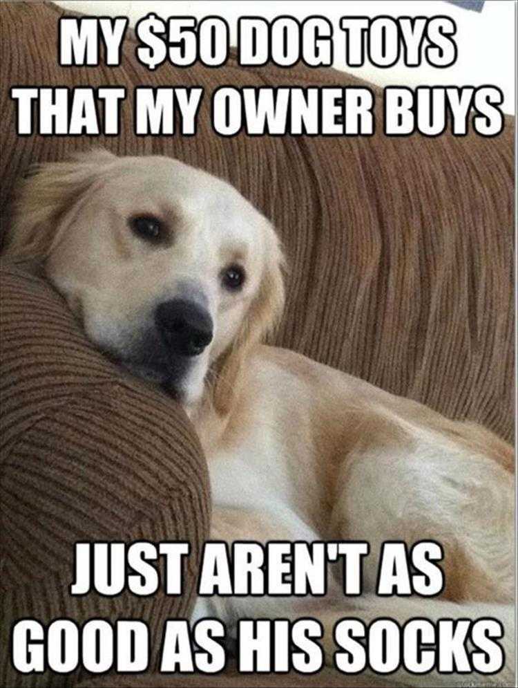 Animals Being Funny Pics  Over Priced Dog Toys