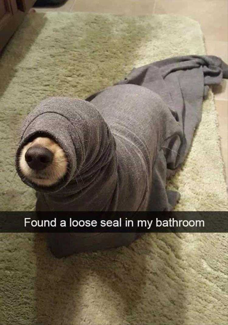 Hysterical Animal Pictures With Captions - Land Seal