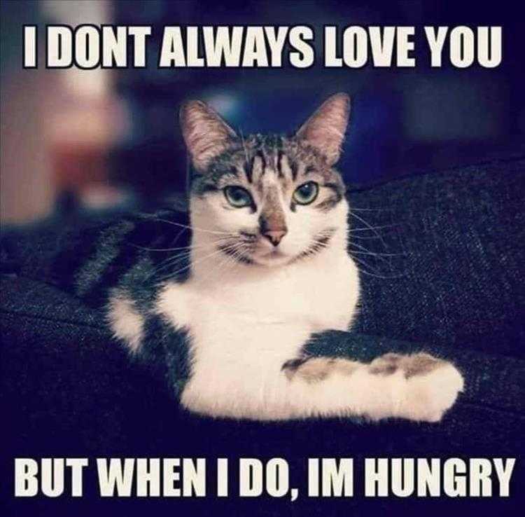 Hysterical Animal Pictures With Captions - Conditional Love