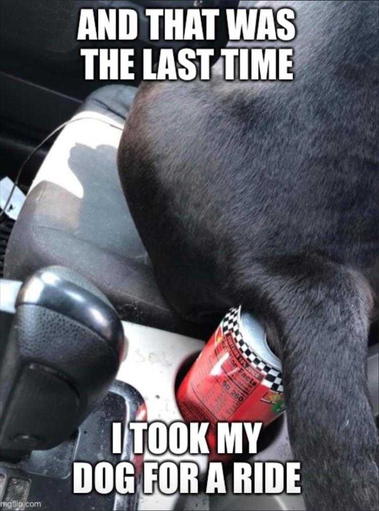 Hysterical Animal Pictures With Captions - Know Better