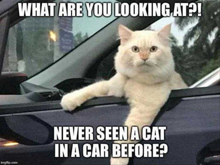Hysterical Animal Pictures With Captions - Catty Driver