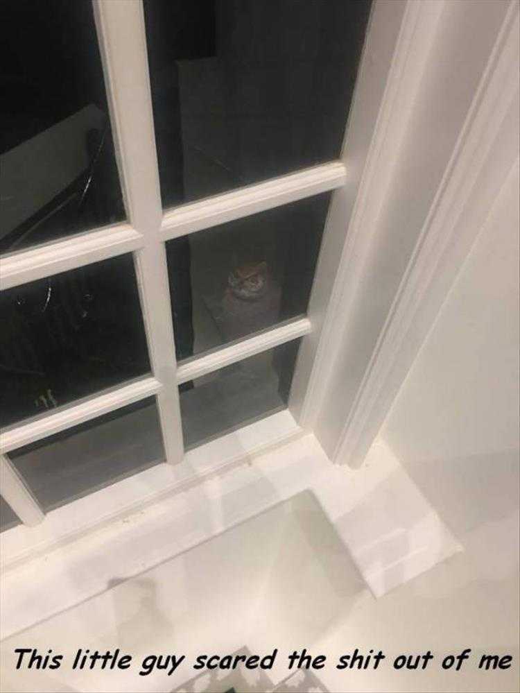 Hysterical Animal Pictures With Captions - Being Stalked By The Midnight Hunter