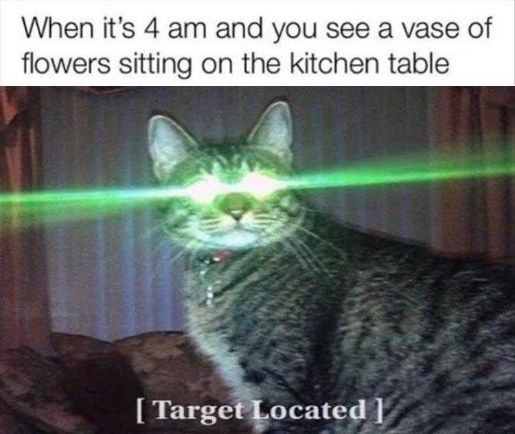 Hysterical Animal Pictures With Captions - Easy Target