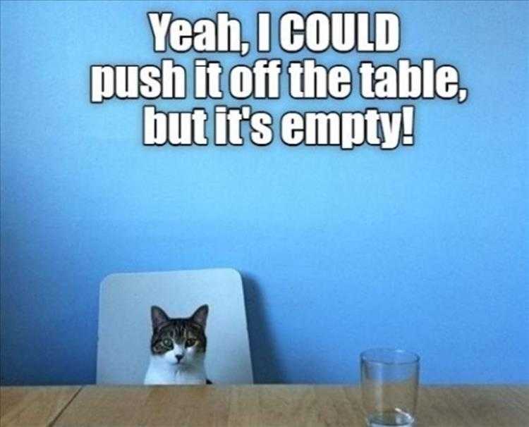 Animals Being Funny Pics  No Point If It's Empty