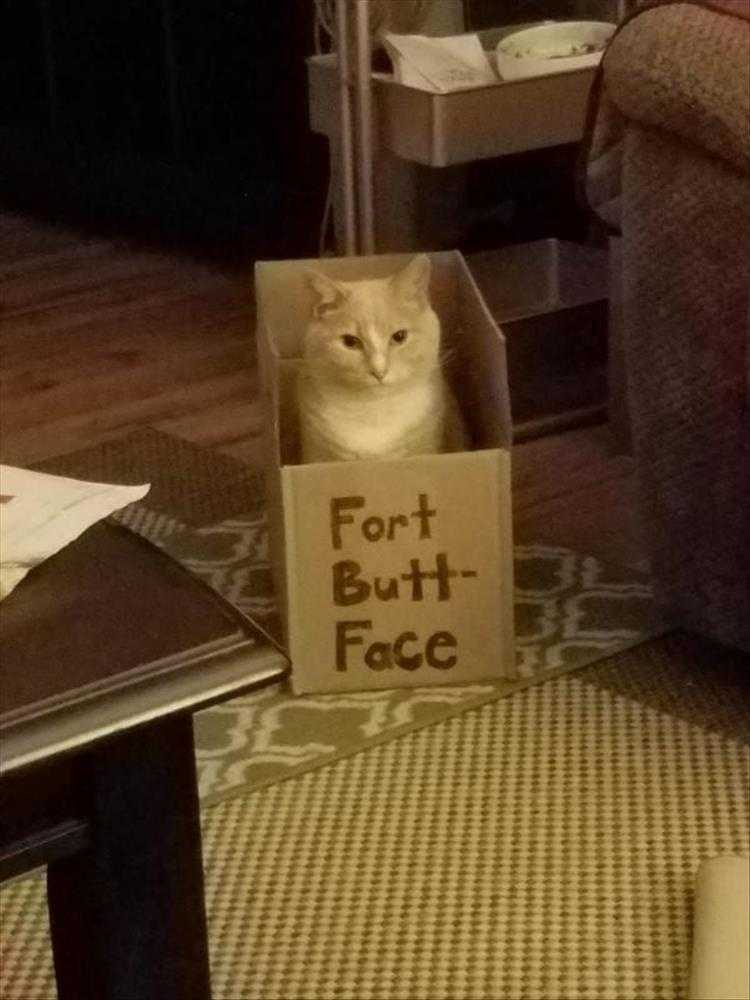 Animals Being Funny Pics  Shaming