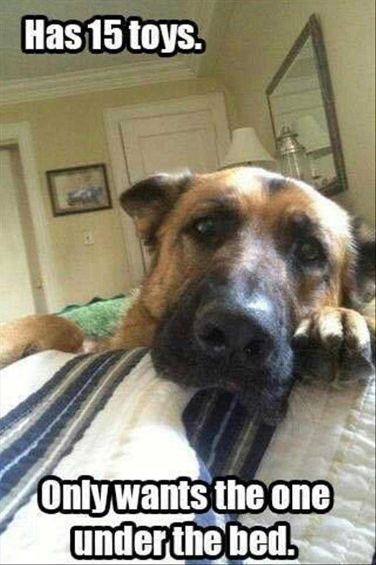 Animals Being Funny Pics  15 Toys