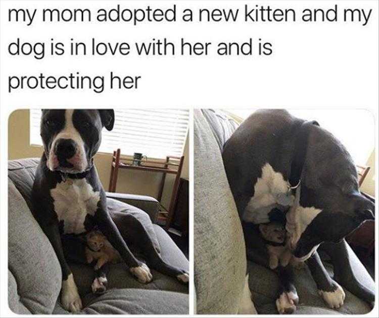 Animals Being Funny Pics  Surrogate Parent