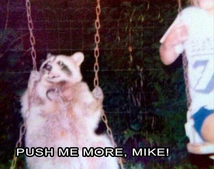 Animals Being Funny Pics  Push Now
