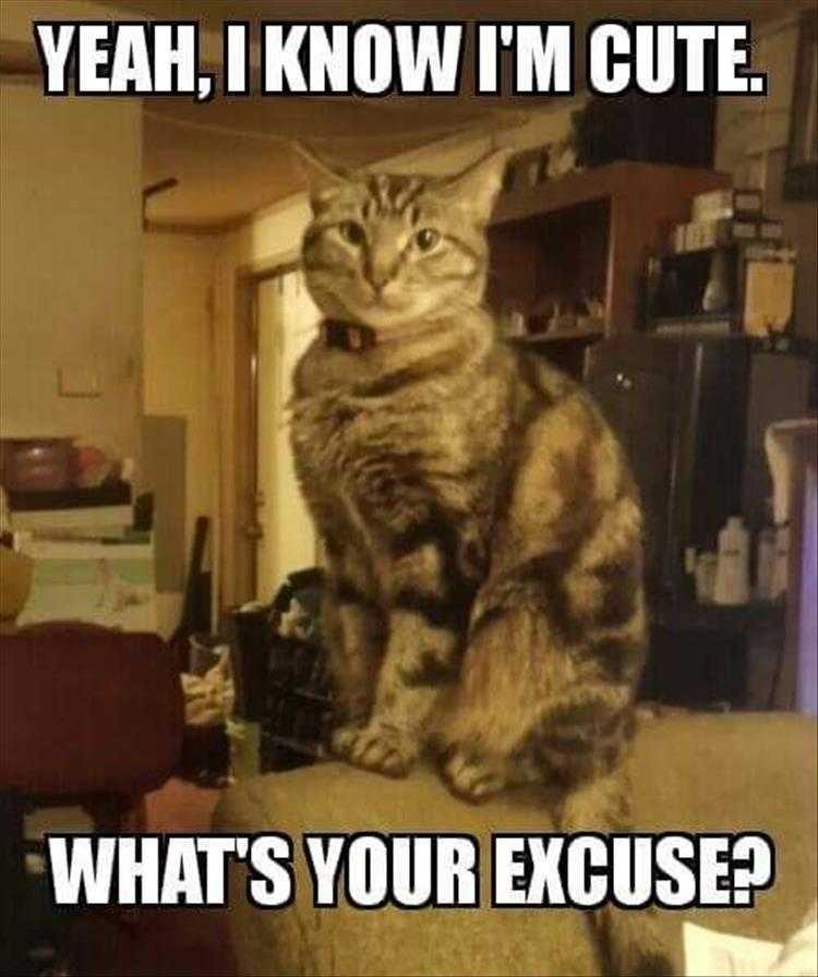 Animals Being Funny Pics  Excuses