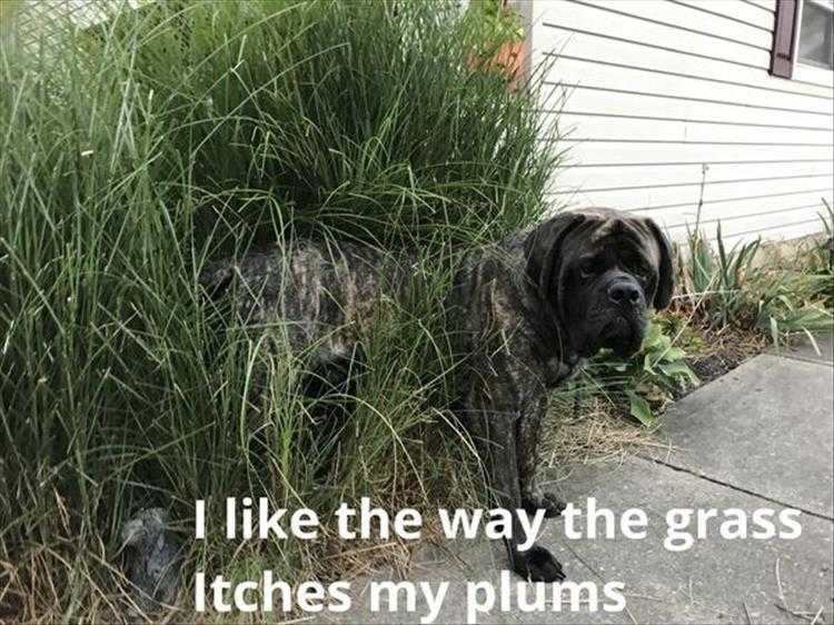 Animals Being Funny Pics  Tickles