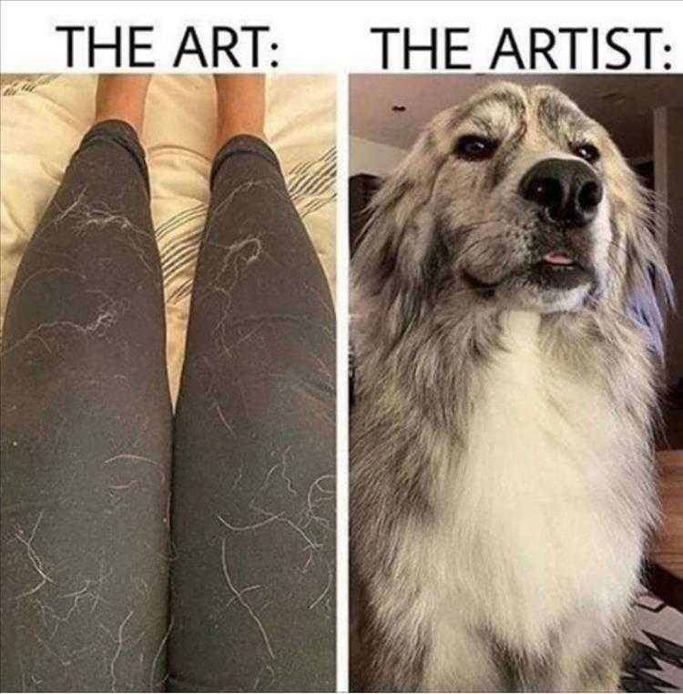 Animals Being Funny Pics  Art Vs Artist