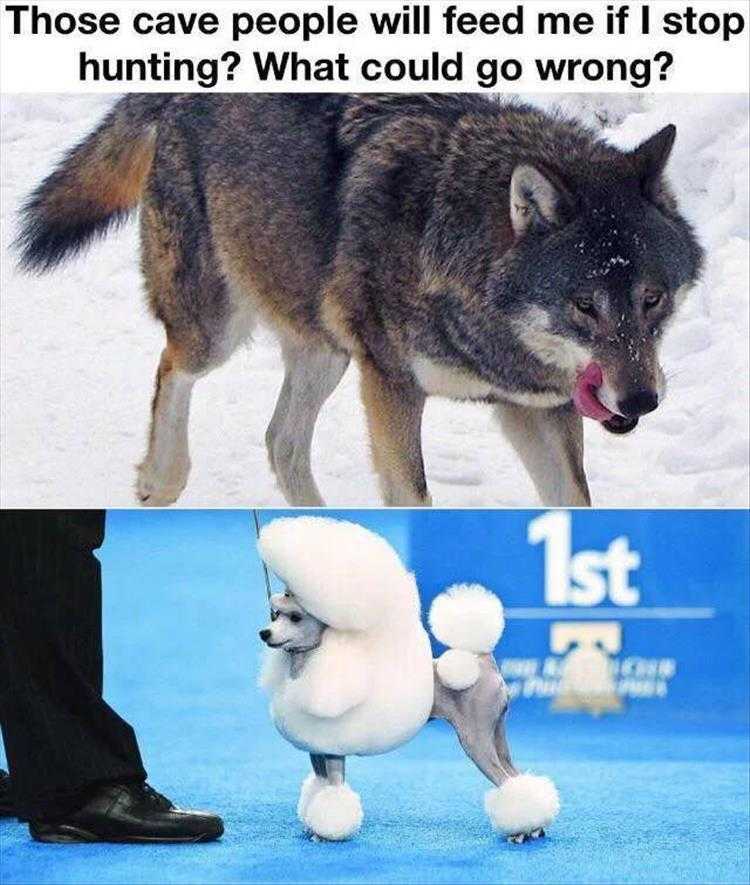 Animals Being Funny Pics  What Could Possibly Go Wrong