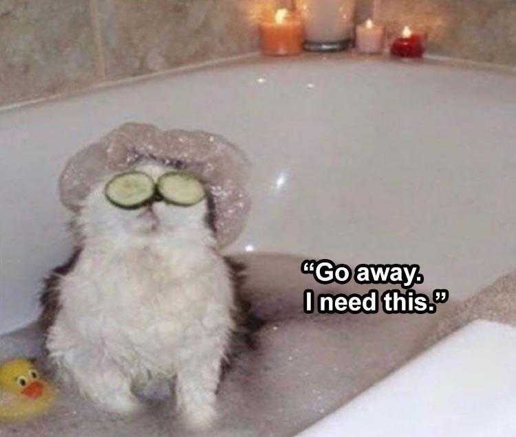 Animals Being Funny Pics  Me Time