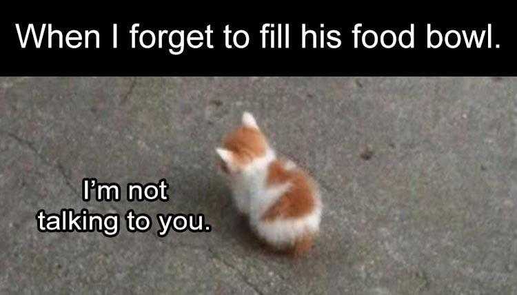 Animals Being Funny Pics  Pouty Kitten.