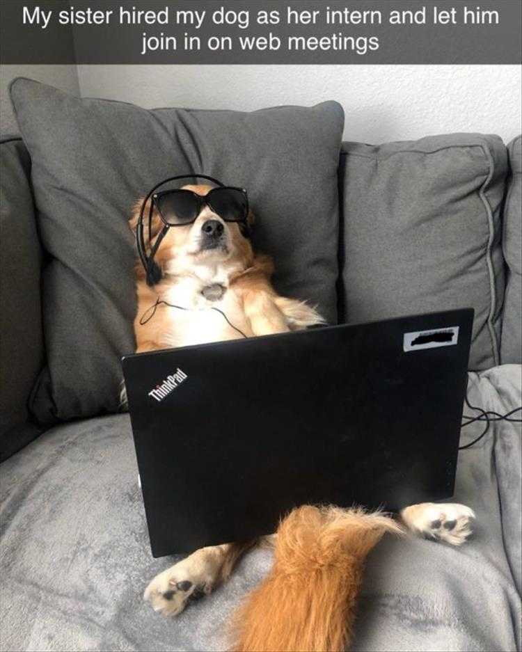 Animals Being Funny Pics  Intern Slacking On The Job