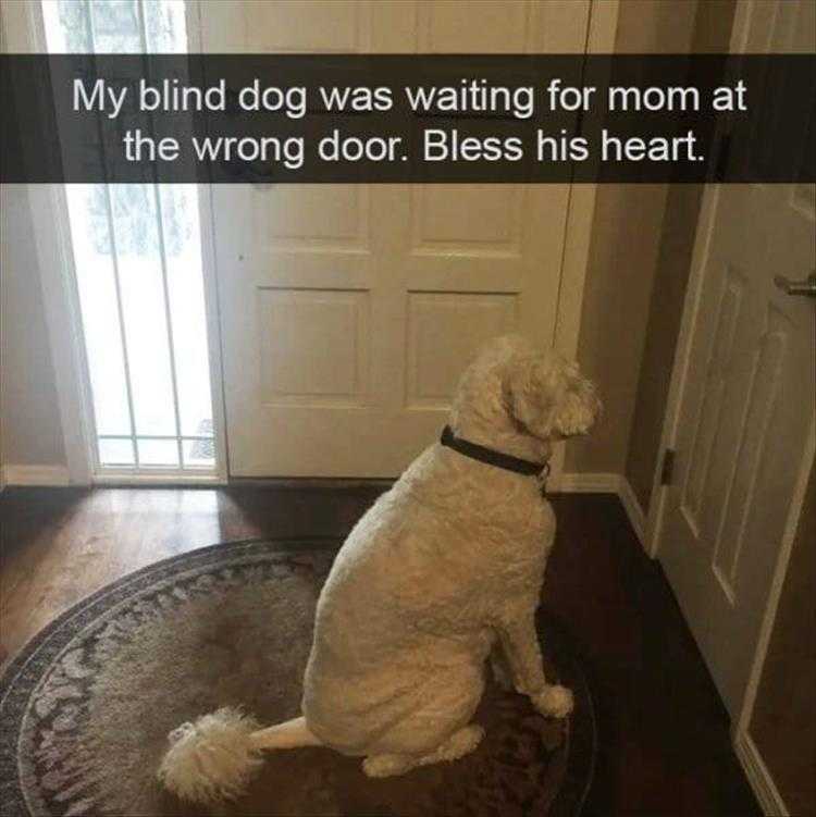 Animals Being Funny Pics  Watching The Front Closet