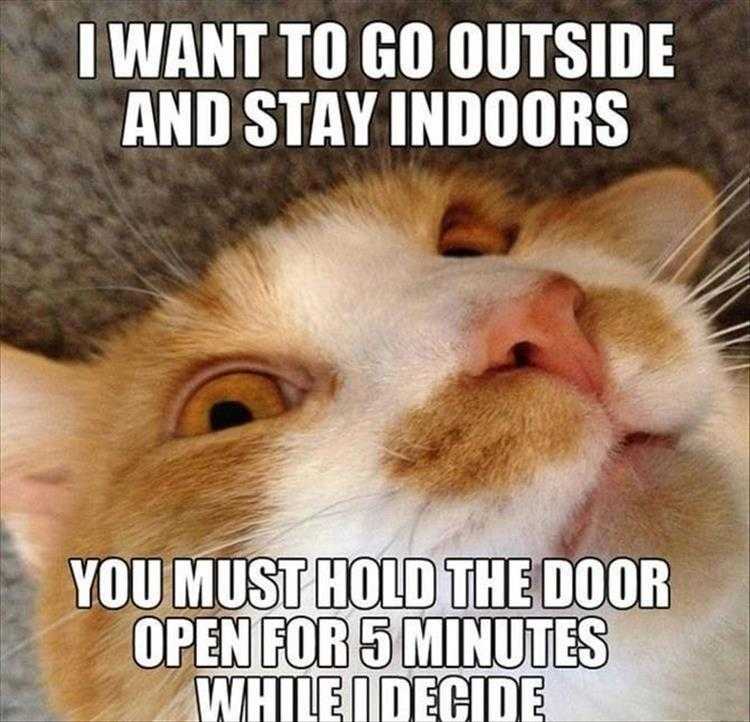 Animals Being Funny Pics  Schrodinger's Cat Quantum Mechanics Problem
