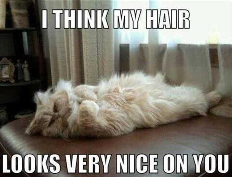Animals Being Funny Pics  Thank Me For My Hair