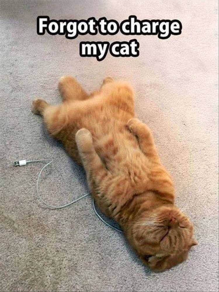 Animals Being Funny Pics  Low On Battery