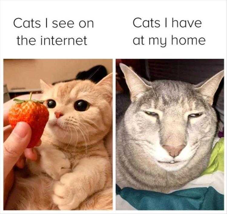 Animals Being Funny Pics  Photoshoped