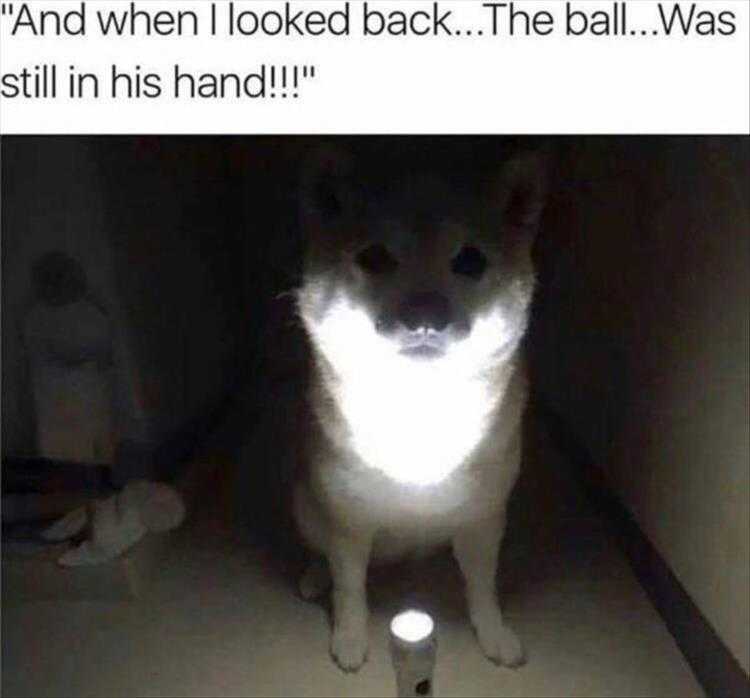Animals Being Funny Pics  Scary Story
