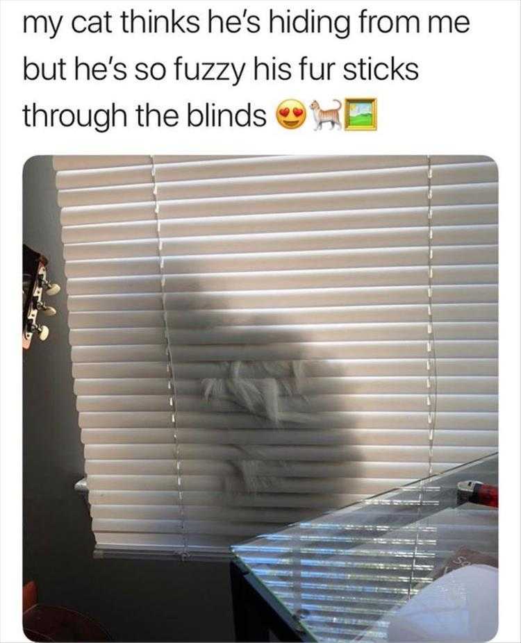 Animals Being Funny Pics  Not Quite Camouflaged