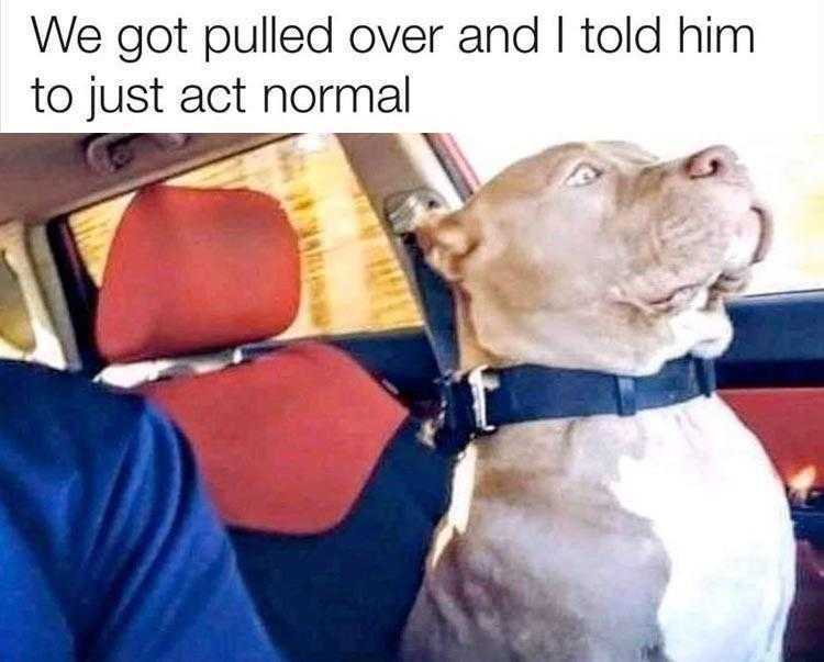 Animals Being Funny Pics  Acting Normal