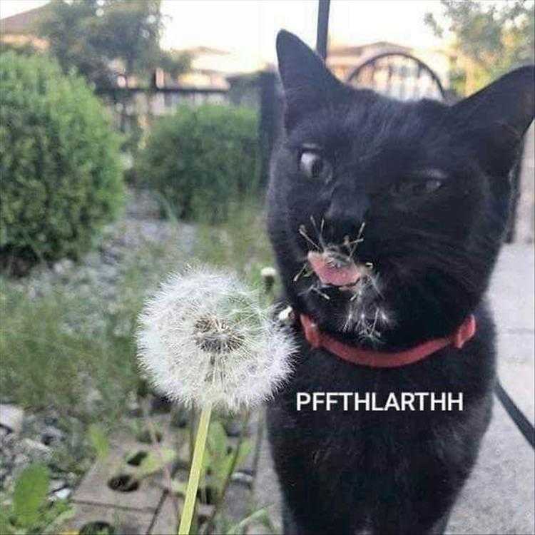 Animals Being Funny Pics  Oh It's Not Food