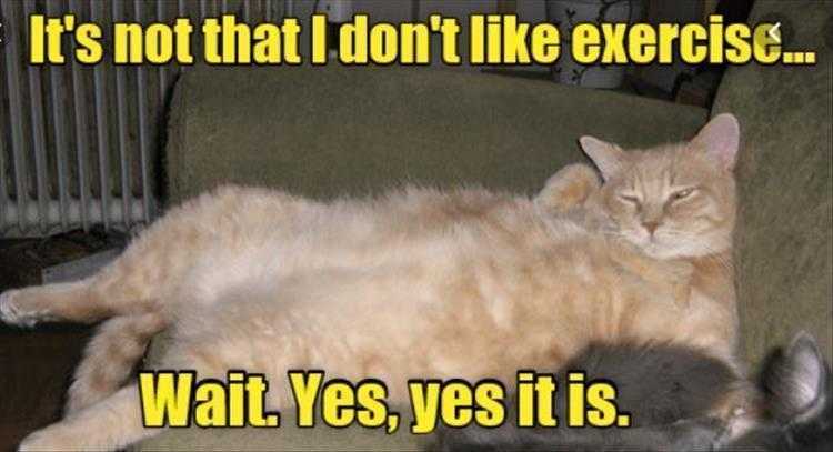 Animals Being Funny Pics  Exercise Sucks. Period.