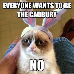 Funny Easter Cat Memes--Cute-Cats-Funny-Cats Funny Easter Cat Memes