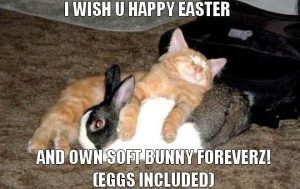 Funny Easter Cat Memes Funny Easter Cat Memes