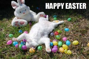 Funny Easter Cat Memes Funny Easter Cat Memes