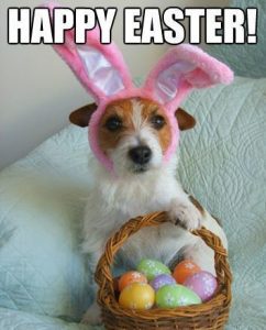 20 Funny Dog Easter Memes to Enjoy While You Binge Eat Easter Eggs 20 Funny Dog Easter Memes to Enjoy While You Binge Eat Easter Eggs