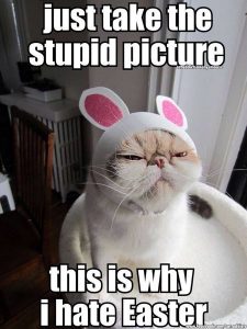Funny Easter Cat Memes Funny Easter Cat Memes