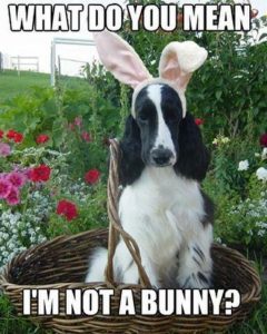 20 Funny Dog Easter Memes to Enjoy While You Binge Eat Easter Eggs 20 Funny Dog Easter Memes to Enjoy While You Binge Eat Easter Eggs