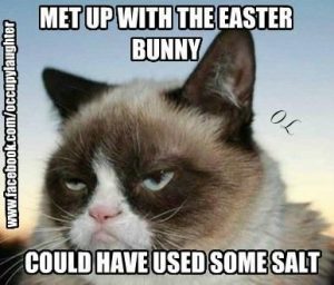 Funny Easter Cat Memes Funny Easter Cat Memes