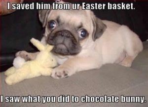 20 Funny Dog Easter Memes to Enjoy While You Binge Eat Easter Eggs 20 Funny Dog Easter Memes to Enjoy While You Binge Eat Easter Eggs
