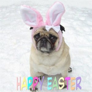 20 Funny Dog Easter Memes to Enjoy While You Binge Eat Easter Eggs 20 Funny Dog Easter Memes to Enjoy While You Binge Eat Easter Eggs